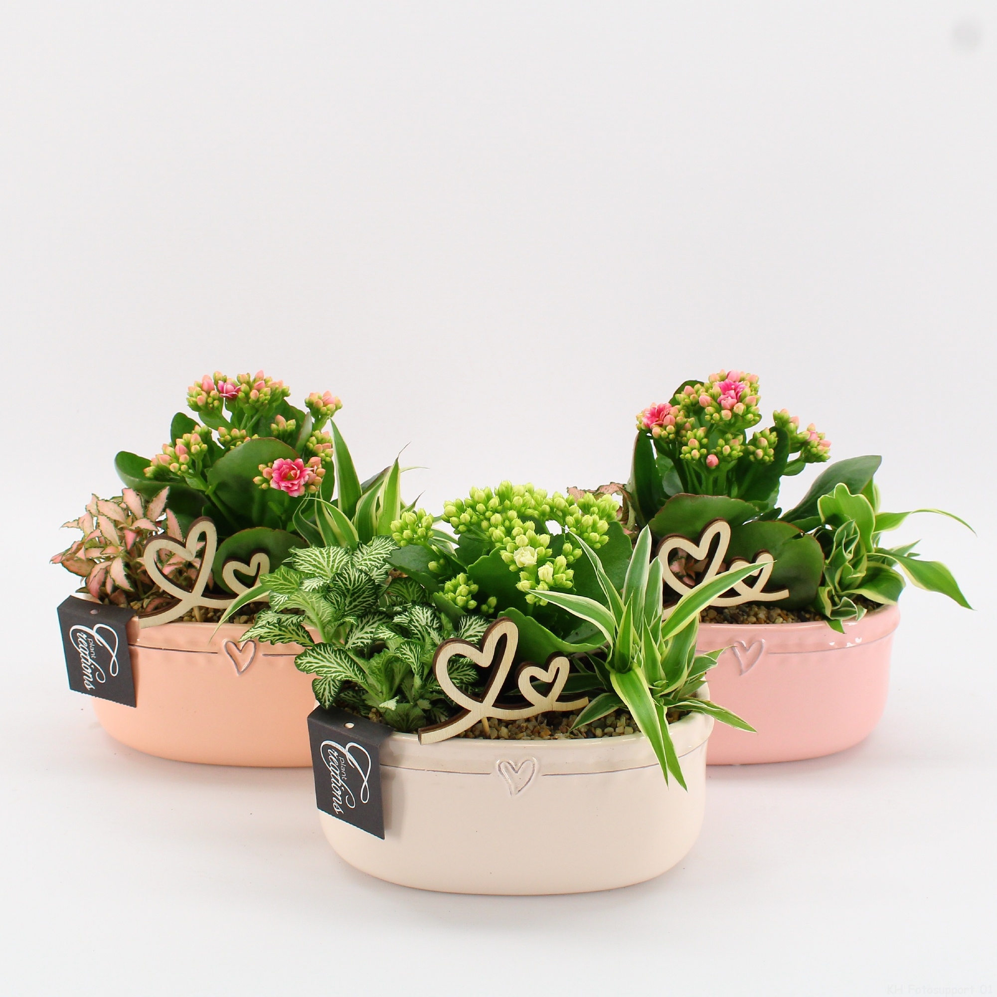 ENMD-2610 English Mother's day, D 18