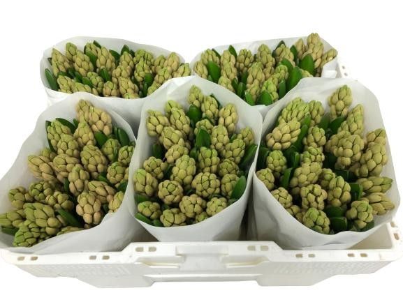 Гиацинт Чайна Пинк, шт.