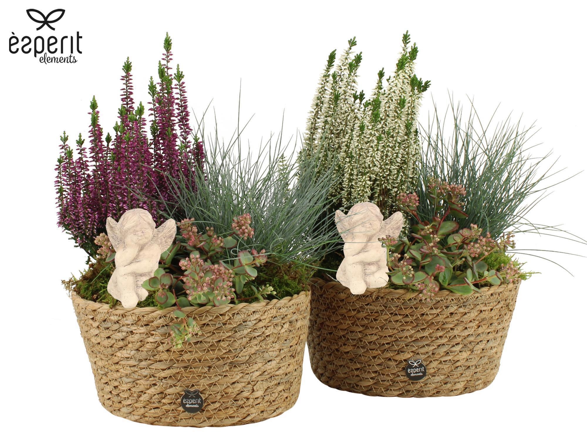 41851: All Saints arrangement, D 22