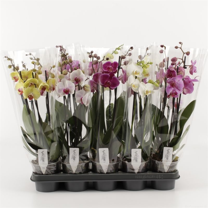 Phalaenopsis gemengd 3 Tak Mix Compact, D 12