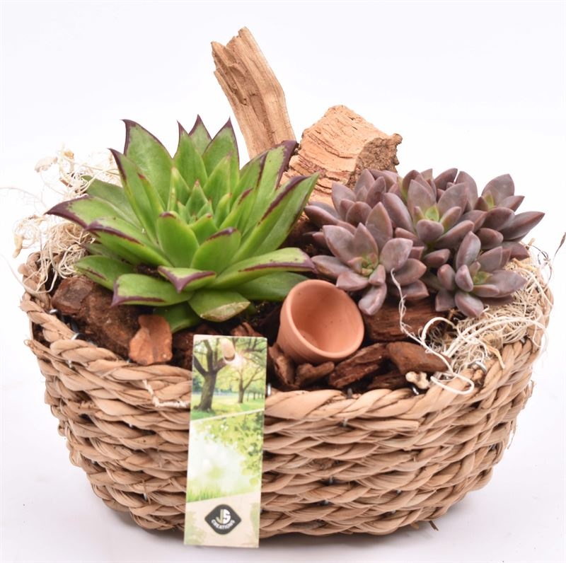 Maisblad gevl. ovaal 24x15cm, D 24