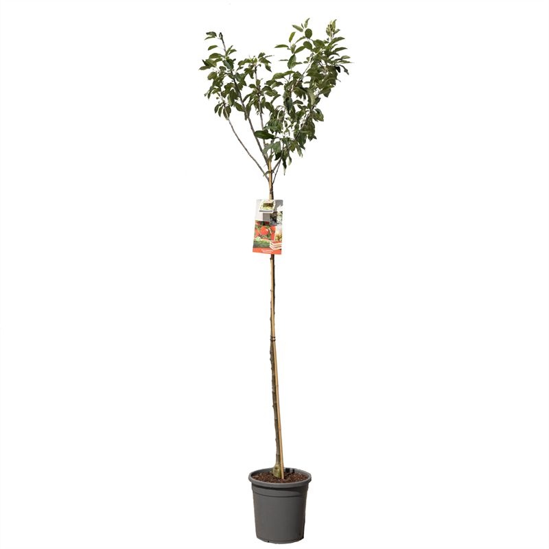 Malus dom. Summerred hoogstam Rode handappel, D 31