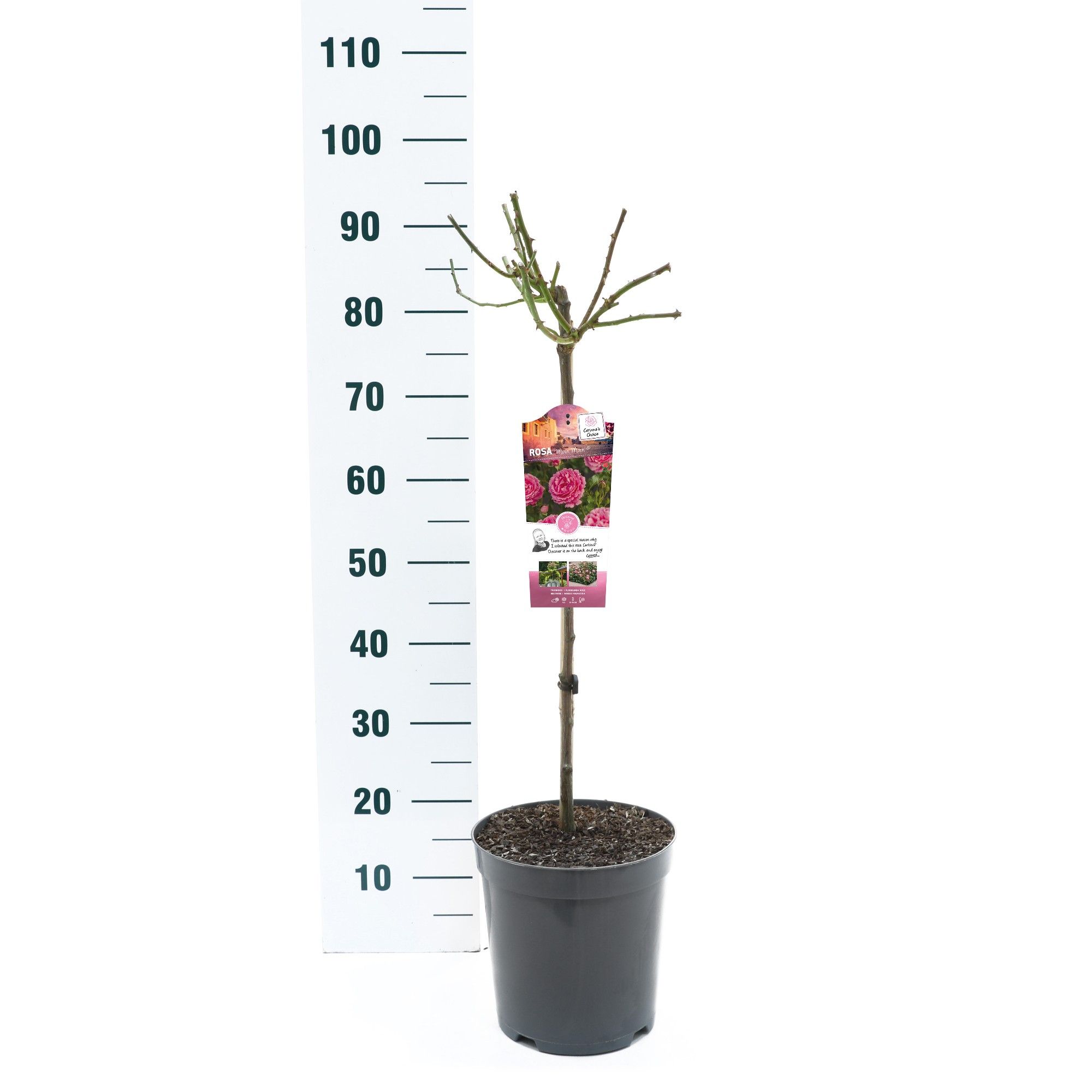 Rosa 'Moin Moin' - 60 Stam - Exclusive Collection, D 24