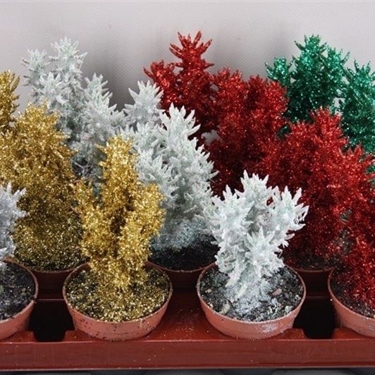 936succulent Boompje Twinkle glitter 8,5 cm, D 8,5
