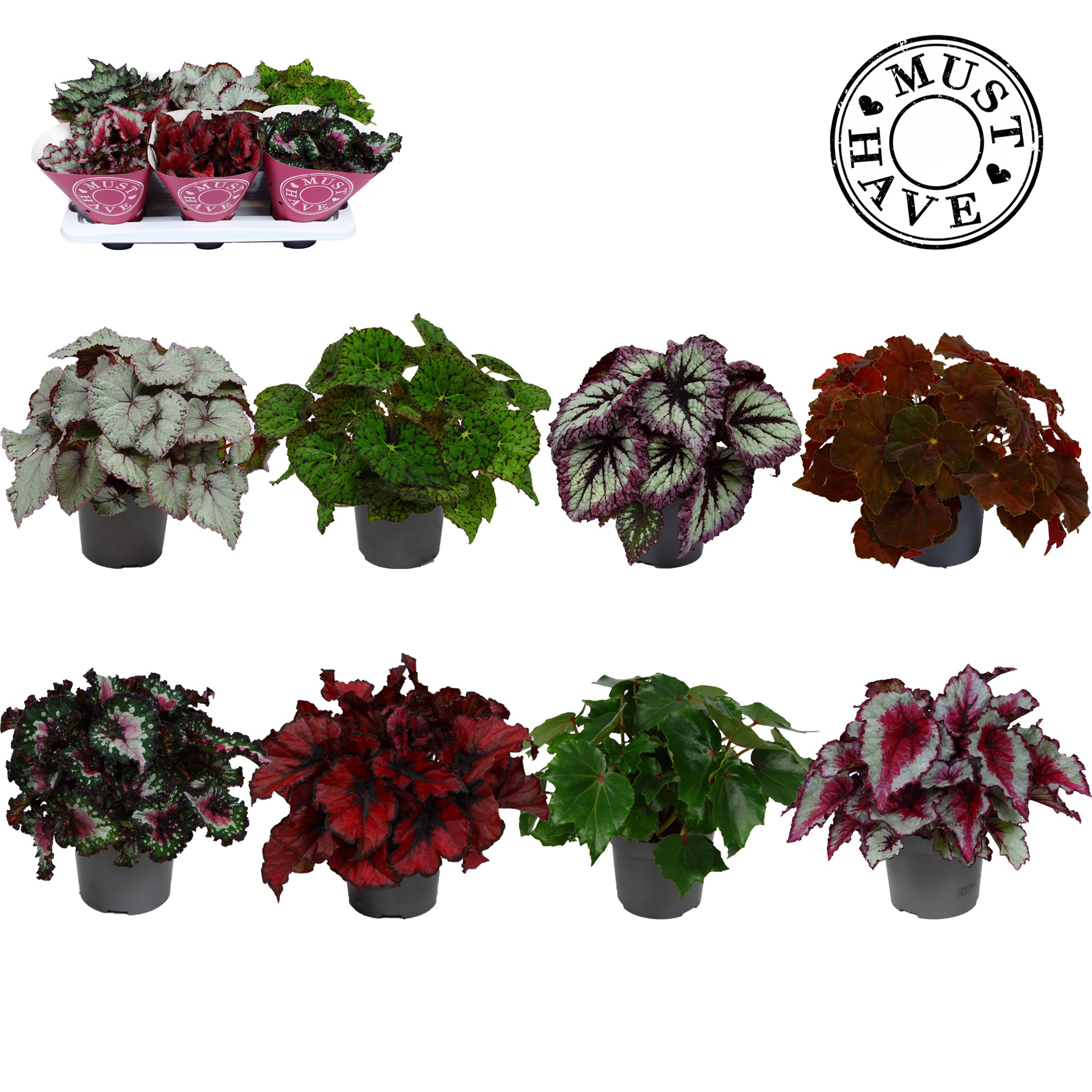 Bladbegonia KARPRIJS / VOLLE CC Rex, D 13