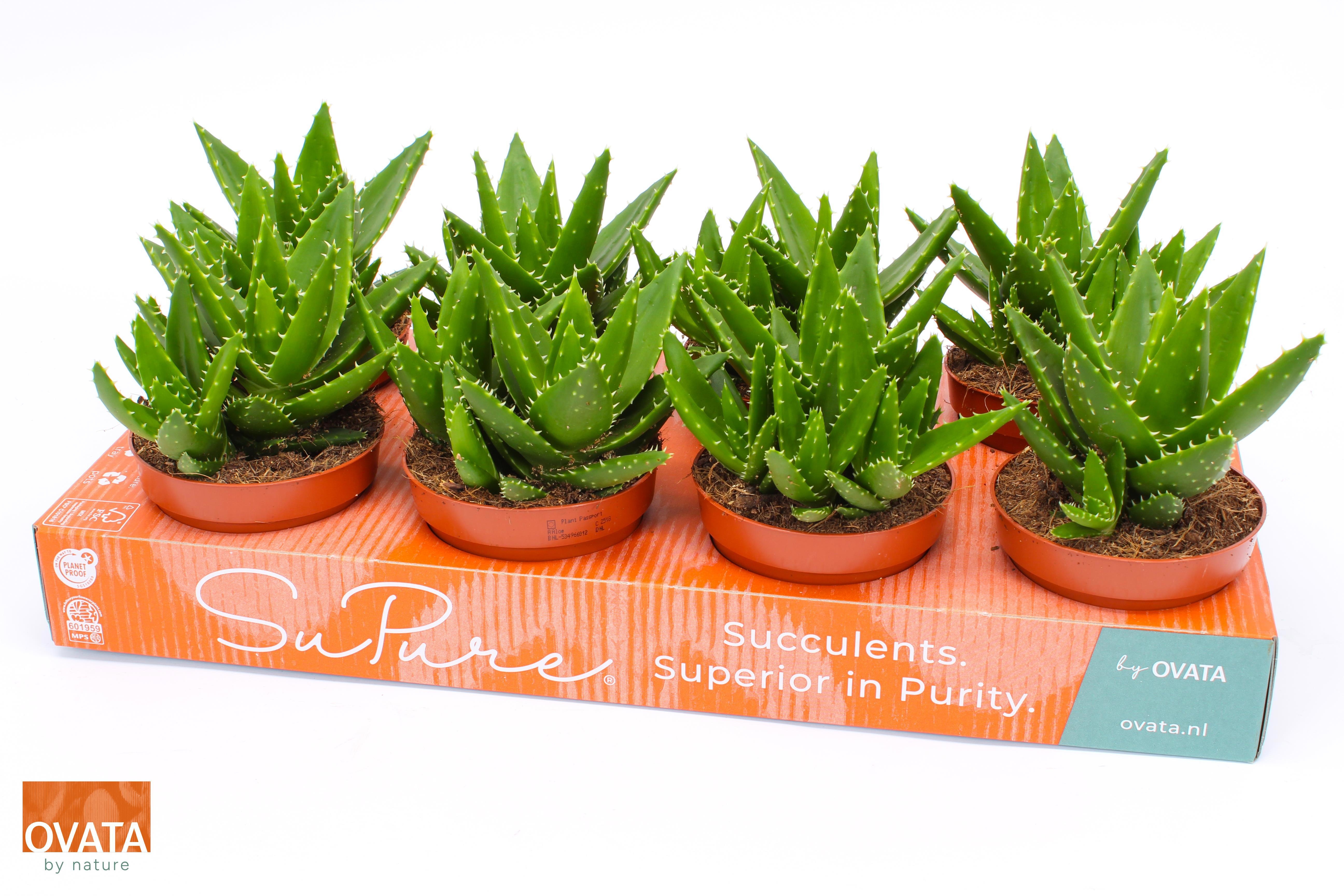 Aloe perfoliata 12, D 12