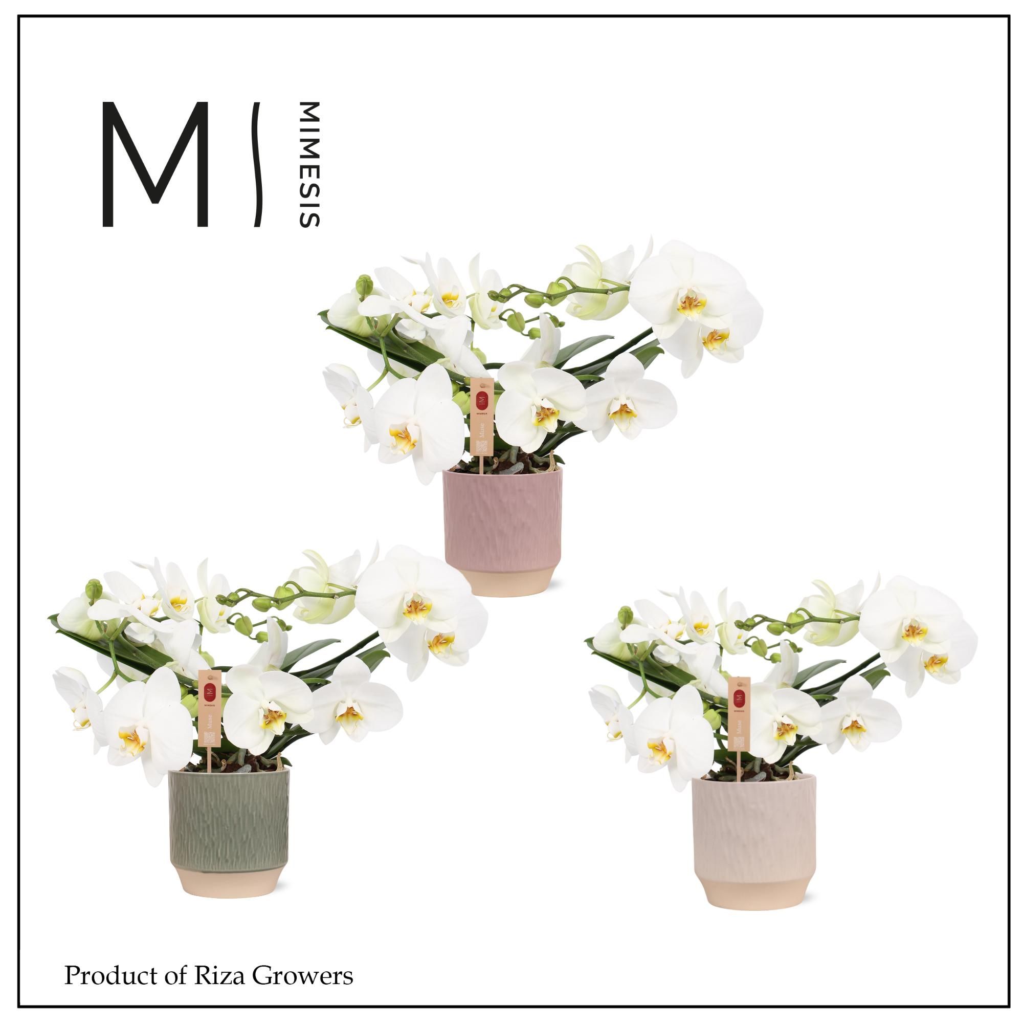 Phalaenopsis Muse White 25+ – 12cm in Luna | Mimesis, D 12