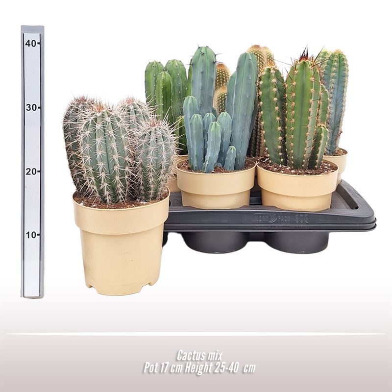Cactus gemengd, D 17