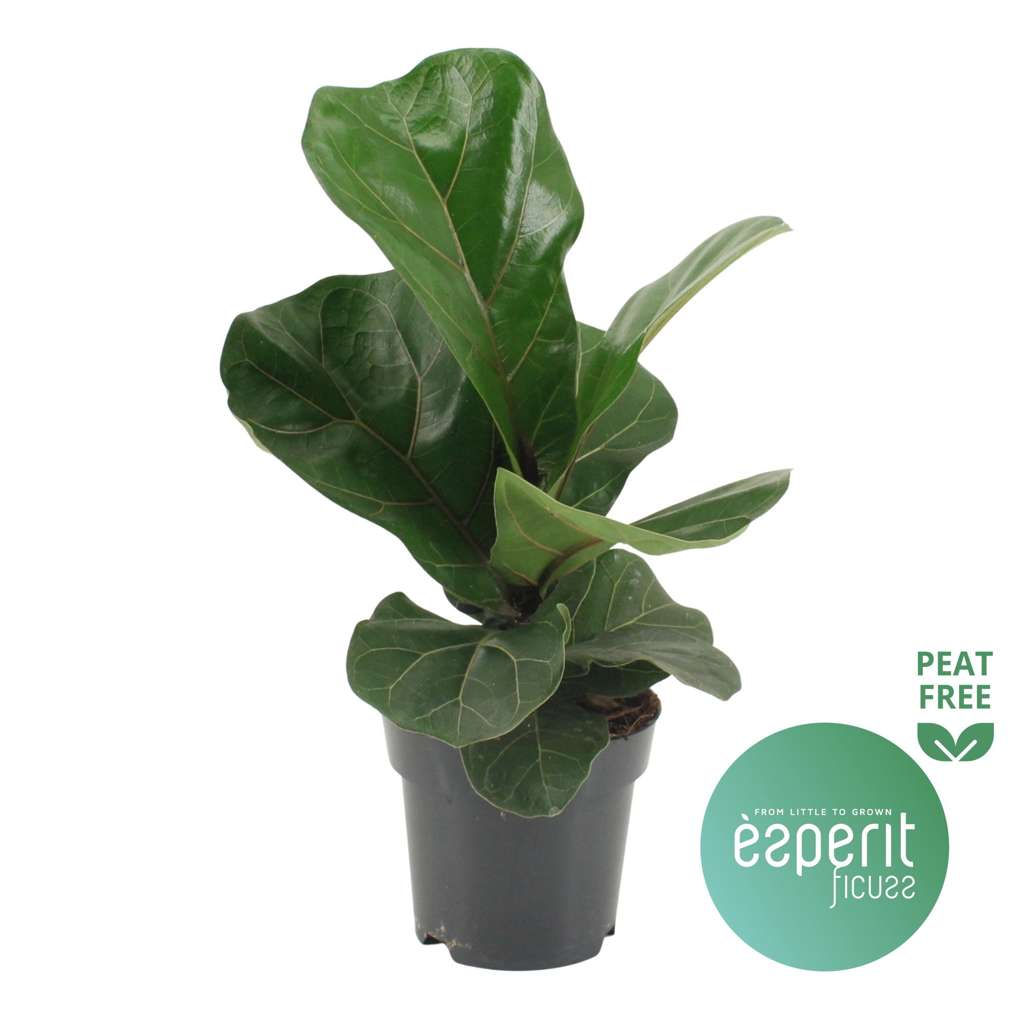 Ficus lyrata Bambino, D 14