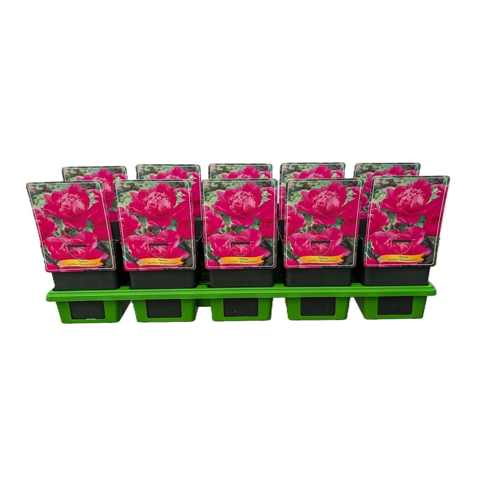 Paeonia lactiflora 'Bouquet Perfect' P11, D 11