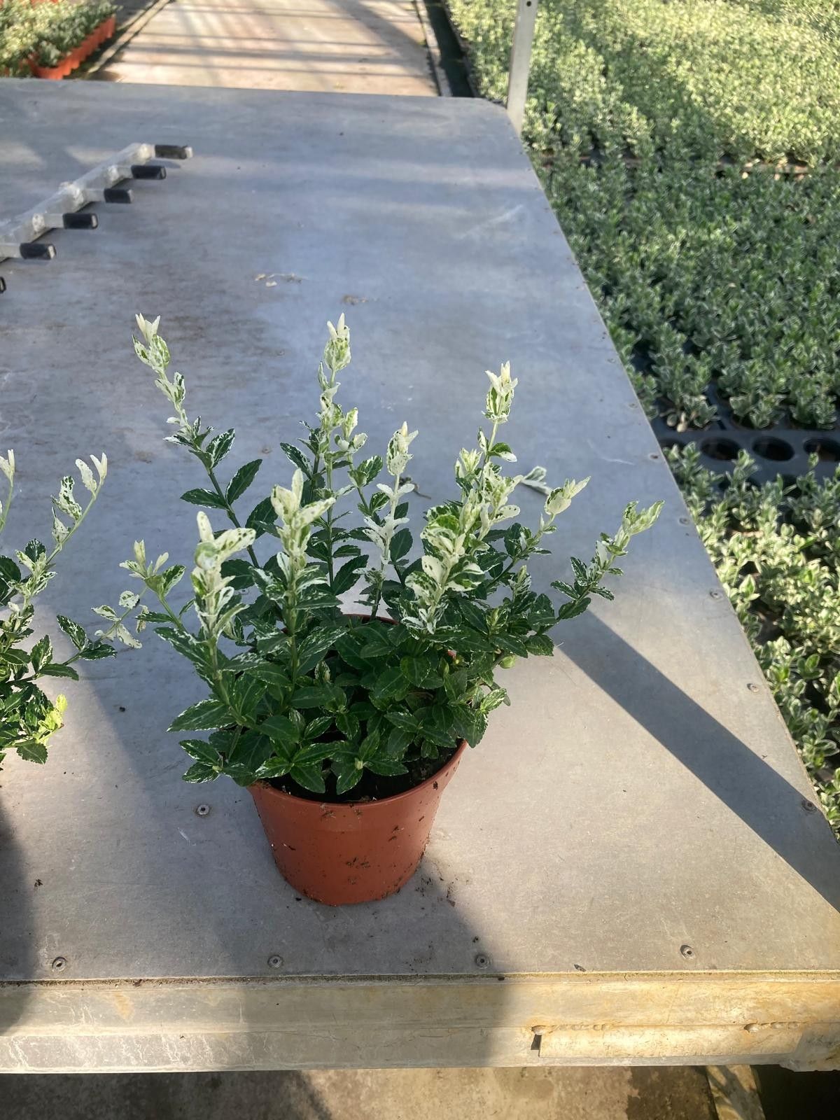 778 KR : Pot 13 cm Euonymus Harlequin, D 13