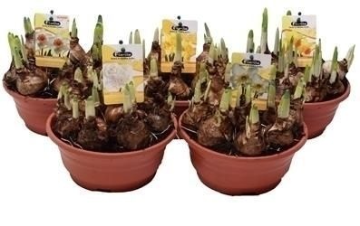 Narcis diverse soorten, in terrasschaal 19 cm, D 19