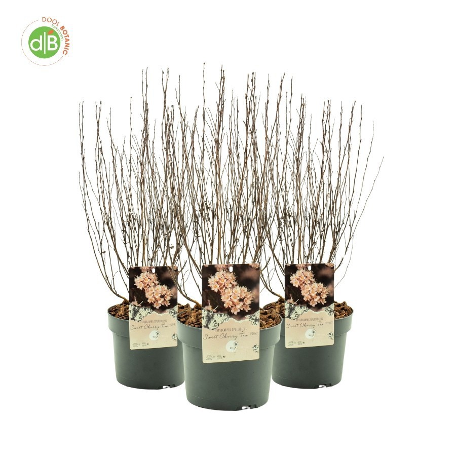 Physocarpus op. 'Sweet Cherry Tea' pbr, D 19