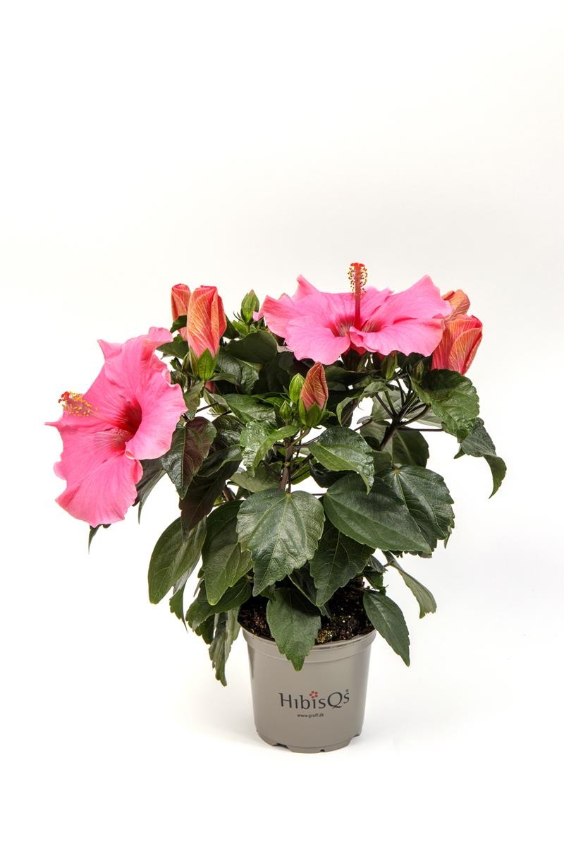 HIBISCUS ROSA SINENSIS 'ADONICUS(N)PINK' 2-3 takk, D 13