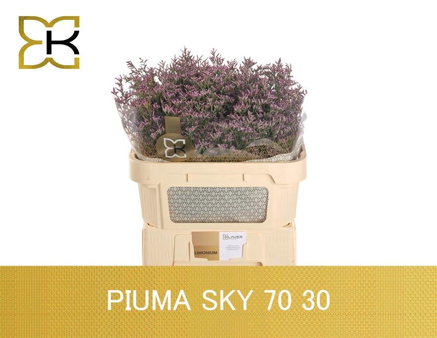 Лимониум Пиума Скай 70, шт.
