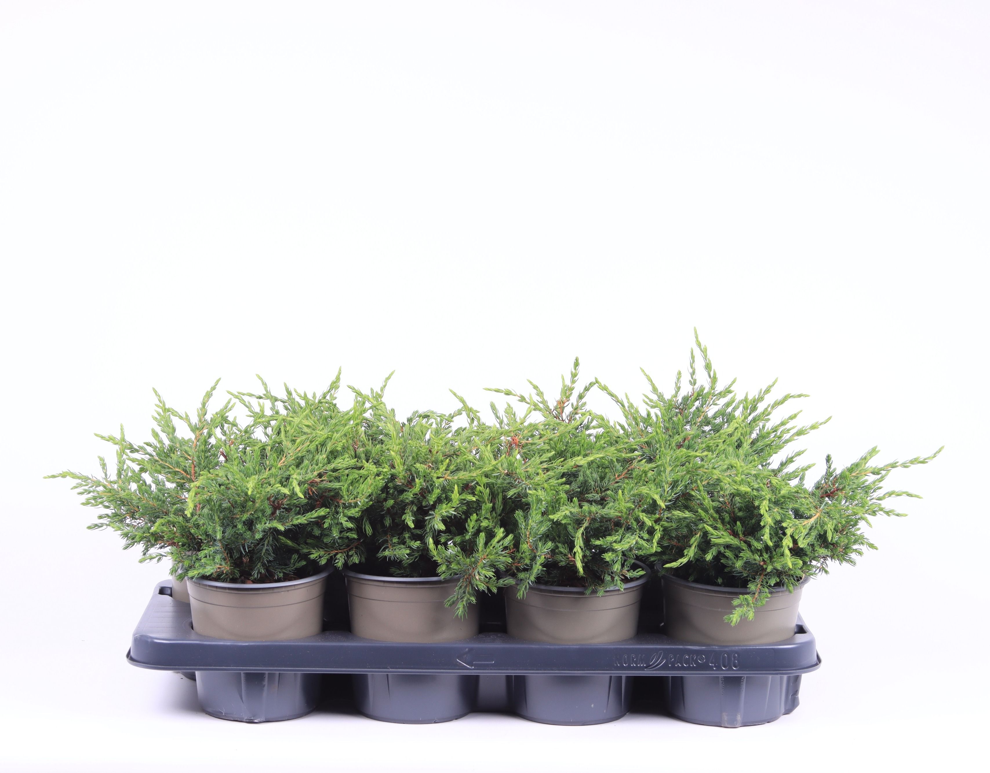 Juniperus communis 'Repanda', D 13