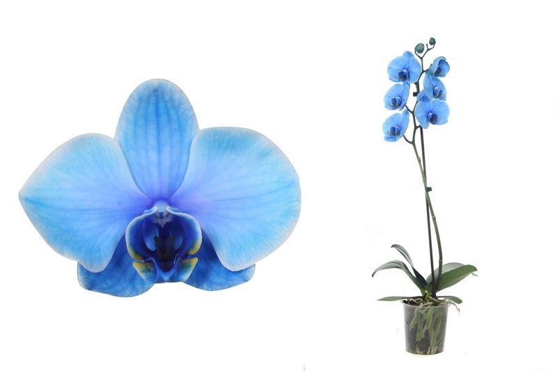 Phal I am Ocean Blue 1T06+, D 12