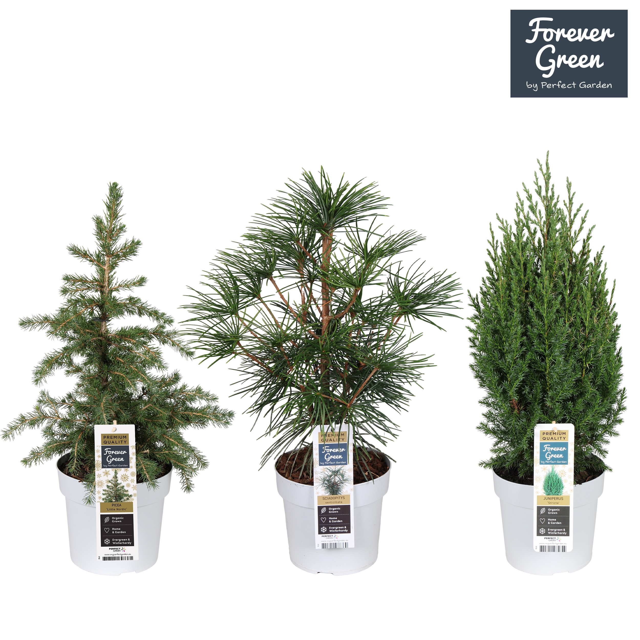 Coniferen Premium mix laag P19, D 19