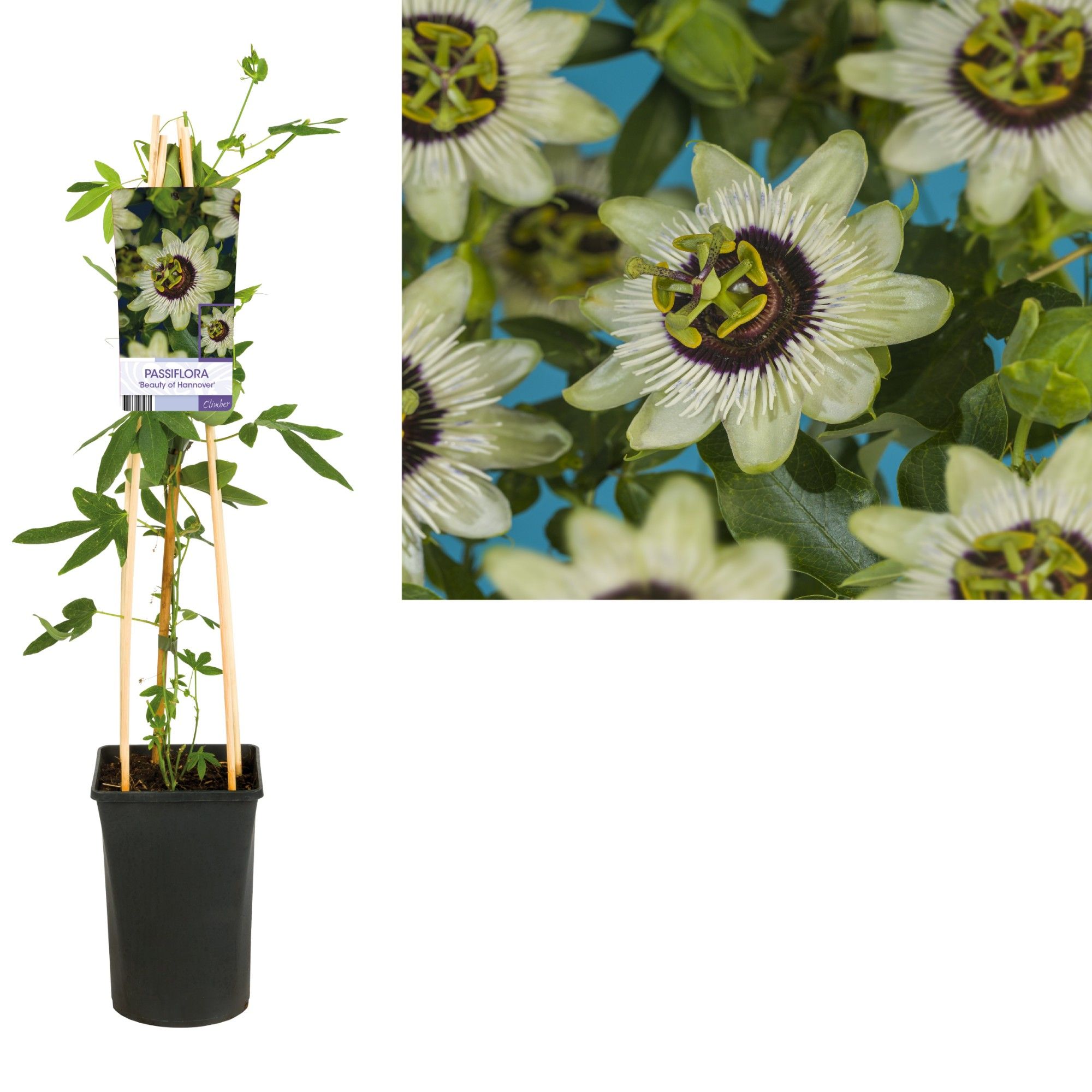 Passiflora 'Beauty of Hannover' +light label, D 17