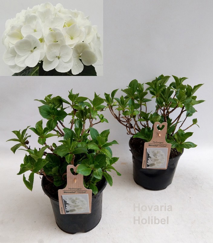 Hydrangea Hovaria Holibel 19cm, D 19