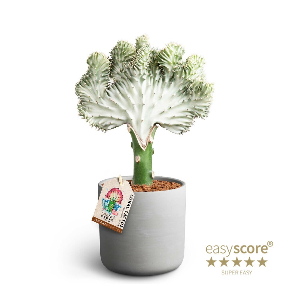 Raw Grey, Euphorbia lactea, D 12