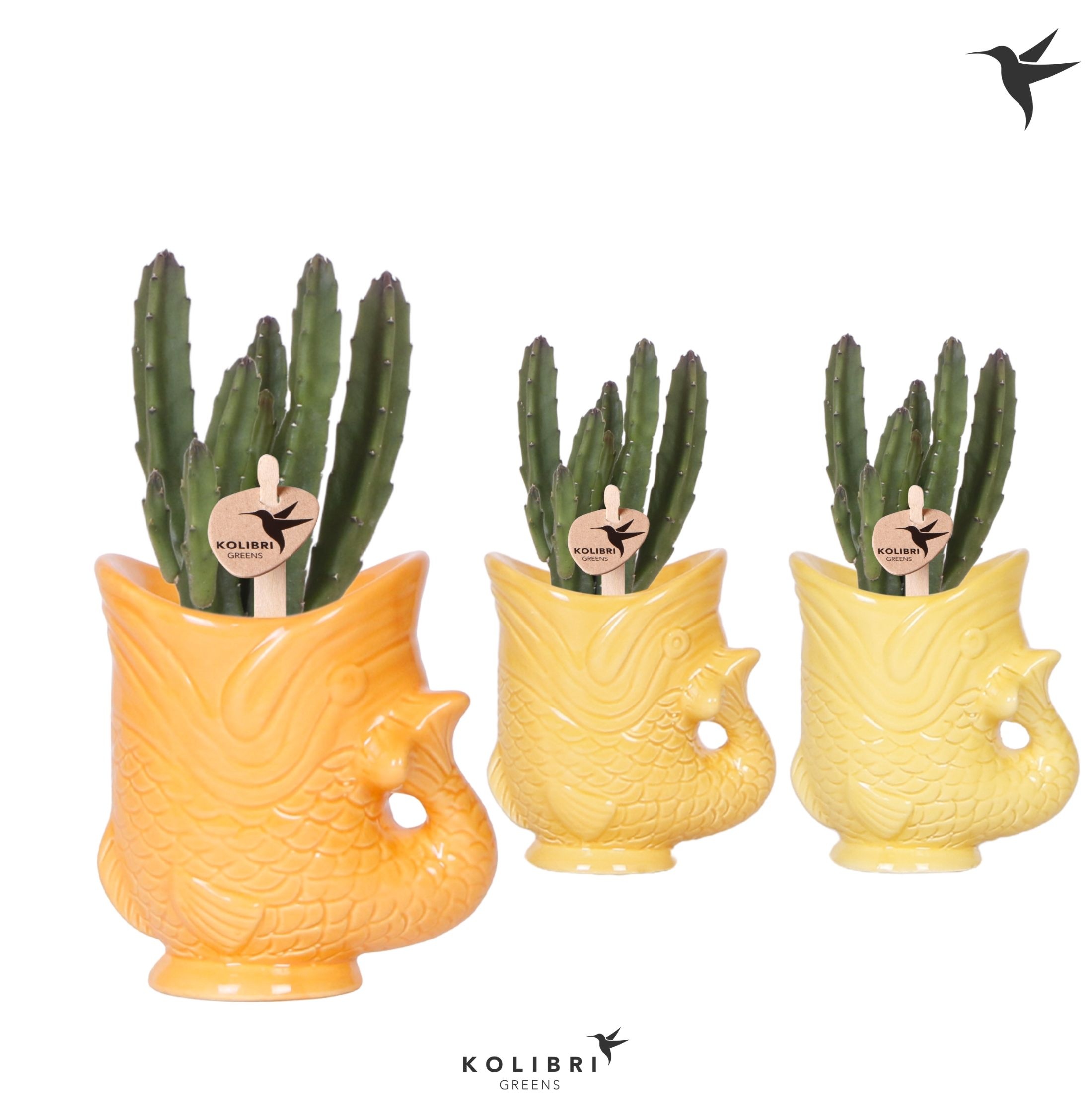Kolibri Greens Stapelia Leendertziae in Fish pot yellow mix, D 6