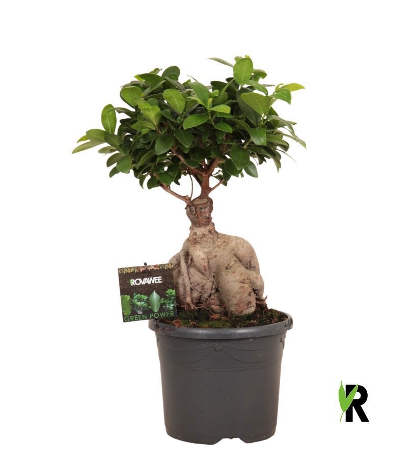 Ficus micr. Ginseng in kunststof pot, D 19