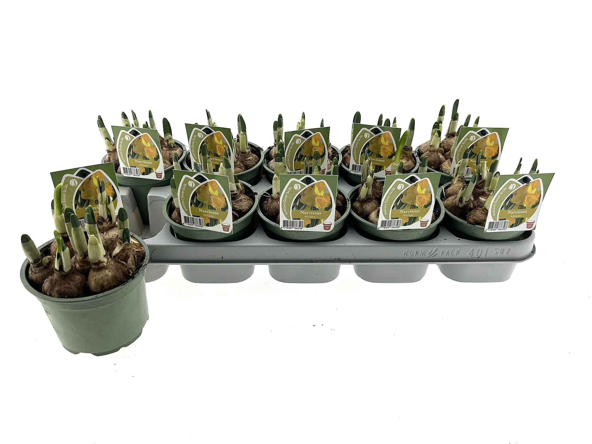 Narcis Adriana 12 cm, D 12