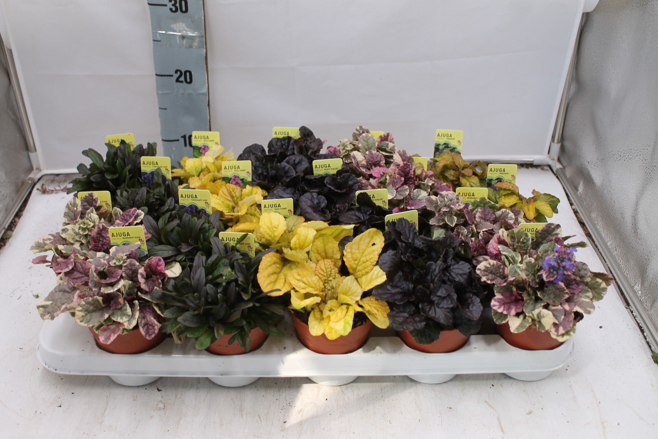 Ajuga reptans gemengd, D 9