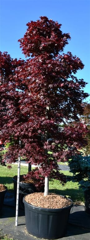 Acer pal. 'Fireglow', D 90