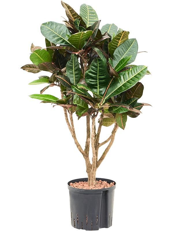Croton (Codiaeum) variegatum 'Petra', D 22