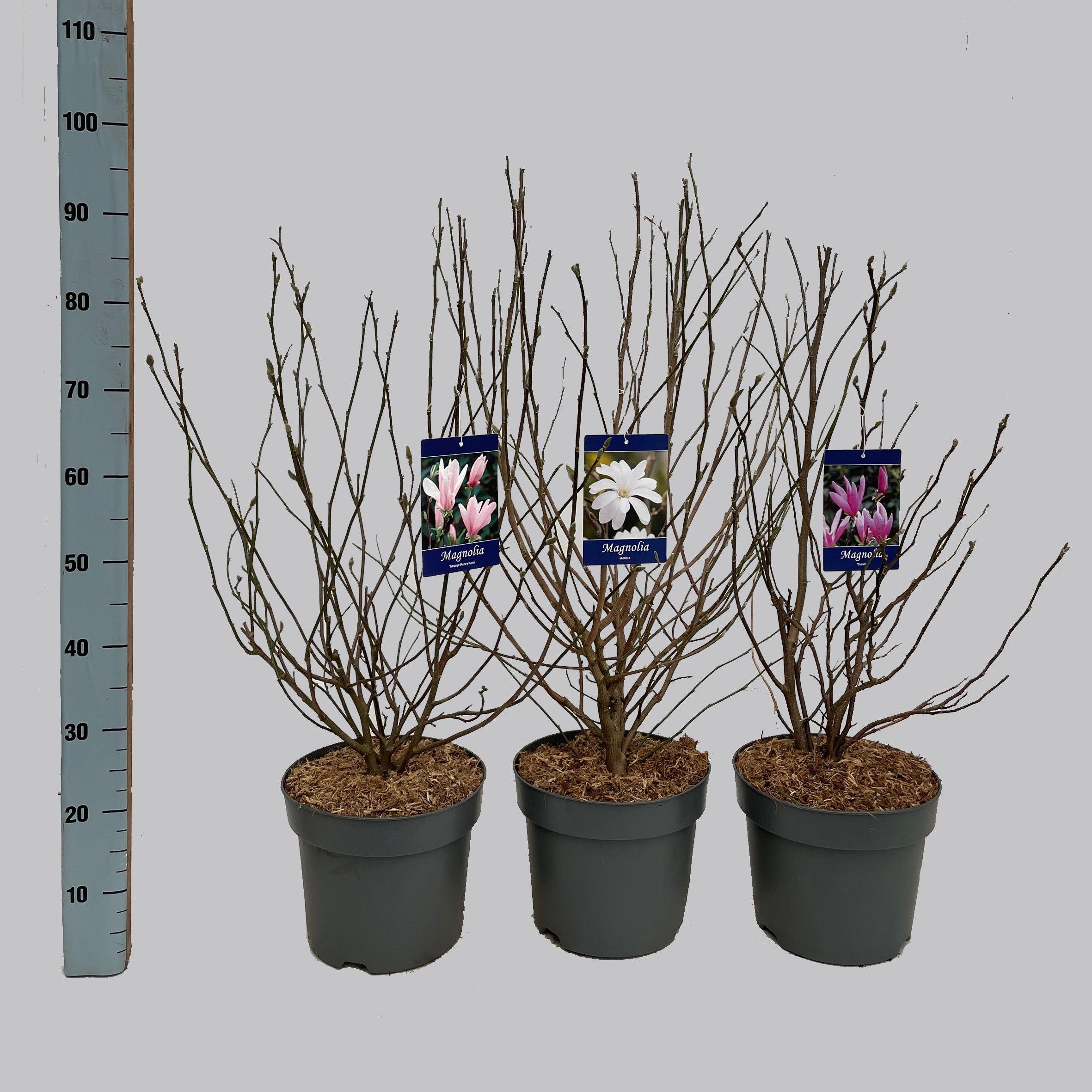 Magnolia mix, 3 soorten, D 26