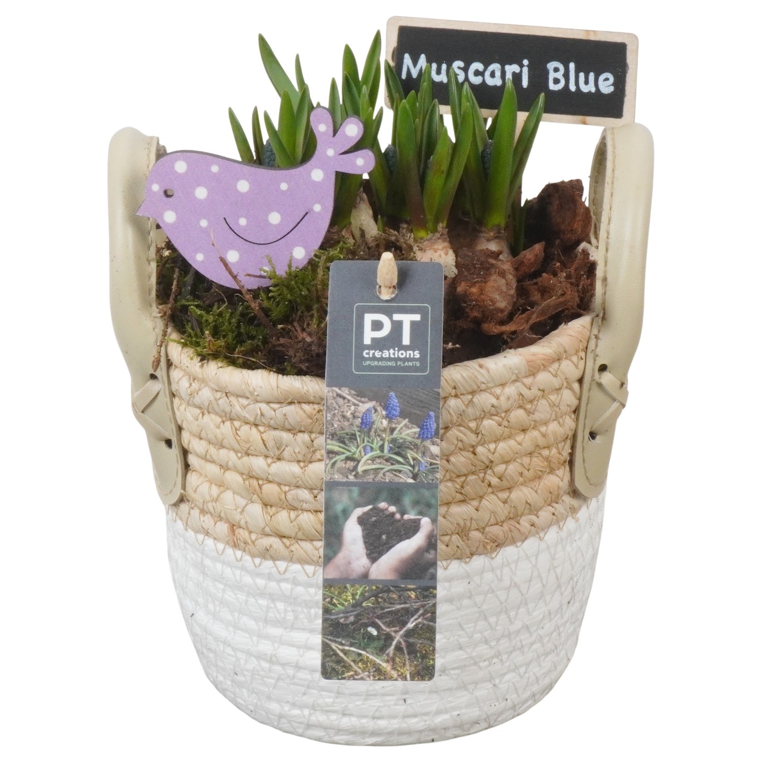 PTMB6205 Arrangement Muscari Blue in riet mand, D 14