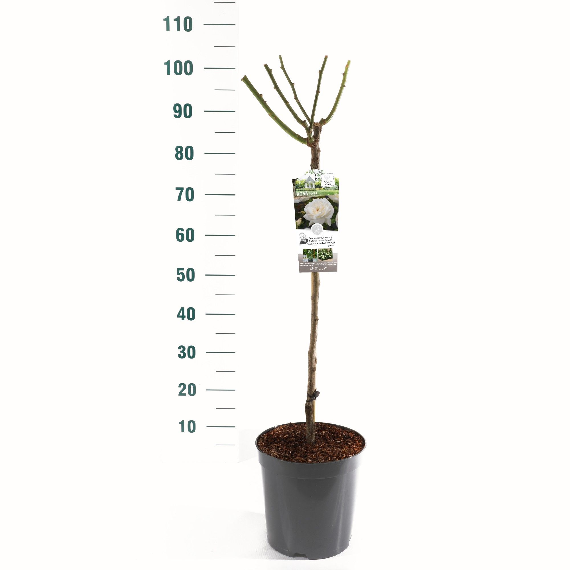 Rosa 'Helga' - 60 Stam - Basic Collection, D 24