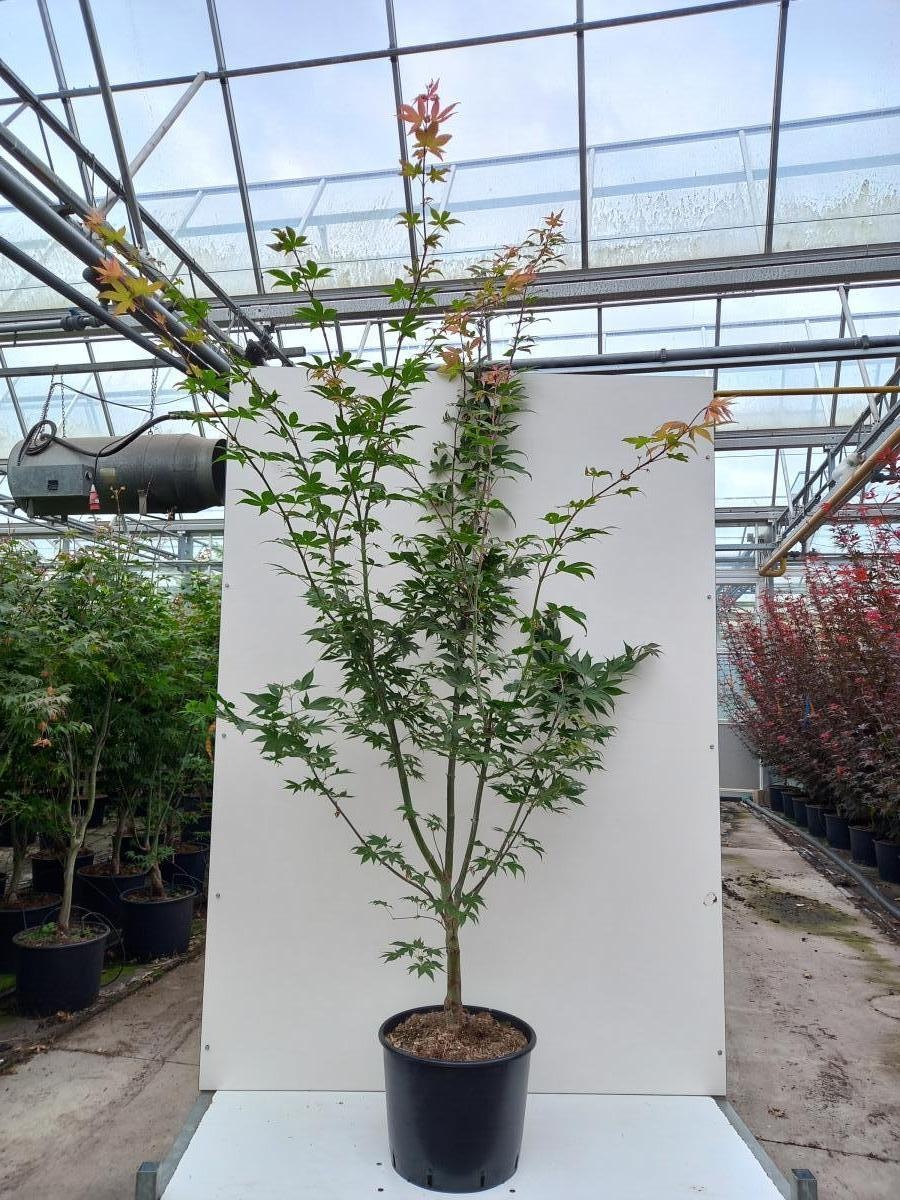 Acer pal. 'Osakazuki', D 40