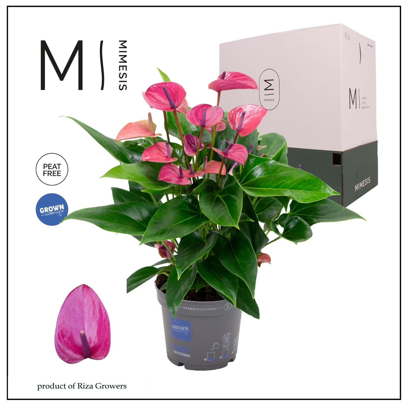 Mimesis Anthurium KARMA Purple - 17cm, D 17