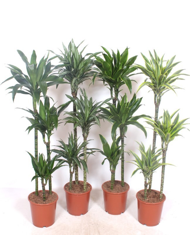 Dracaena fragrans Mixkar 90-60-30, D 24