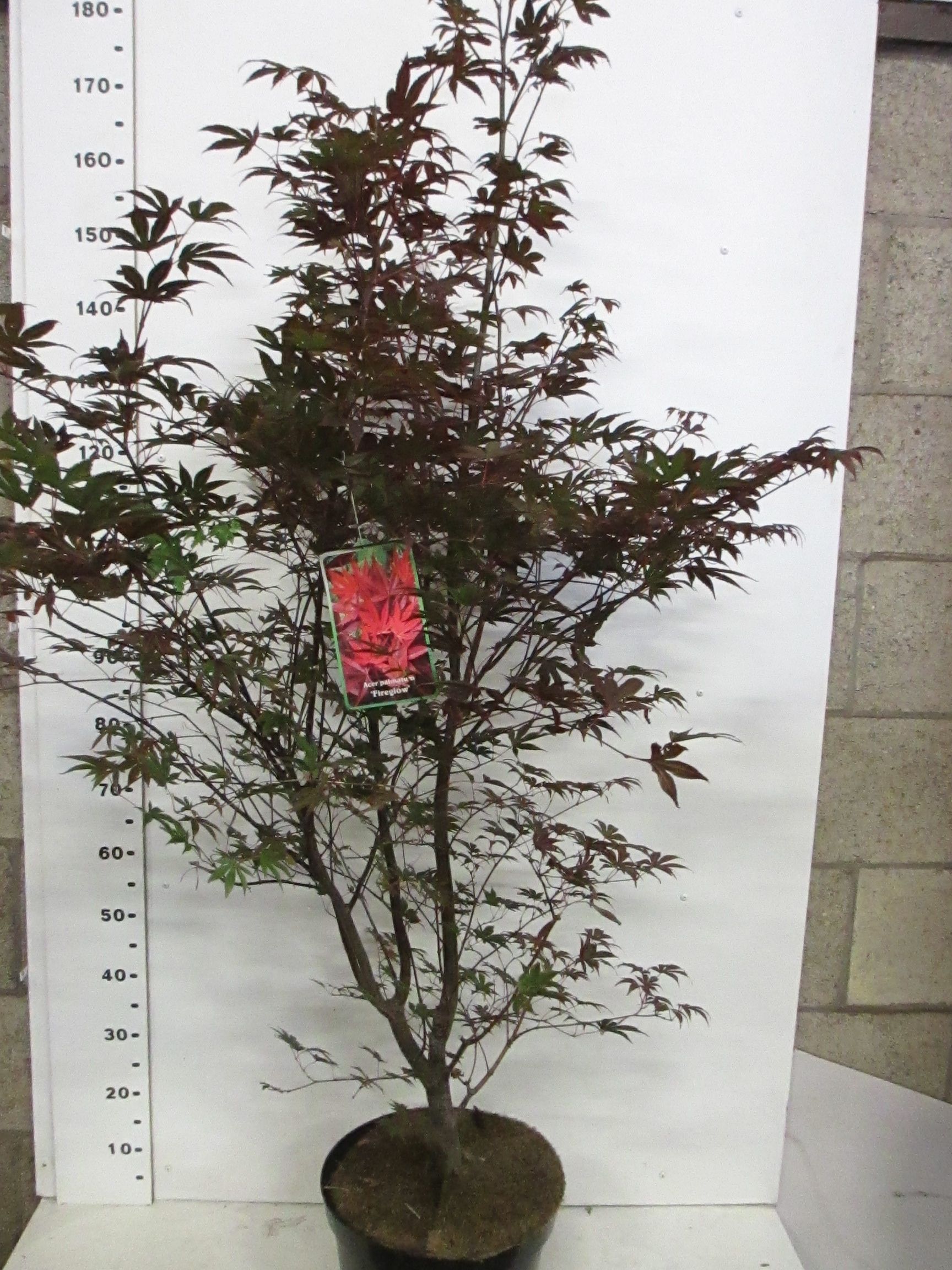 Acer palm. Fireglow 125-150 P32, D 32