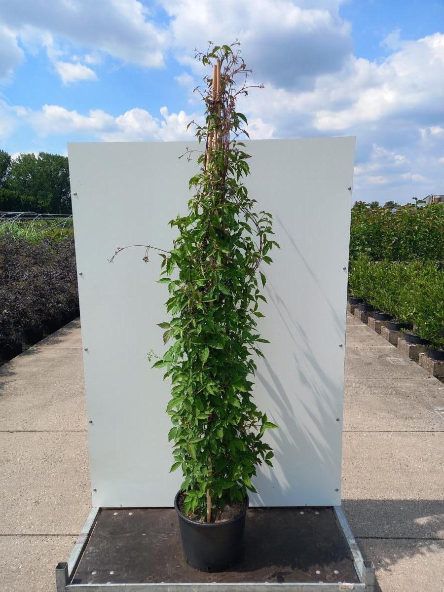 Clematis mont. rubens, 3 stam, D 40