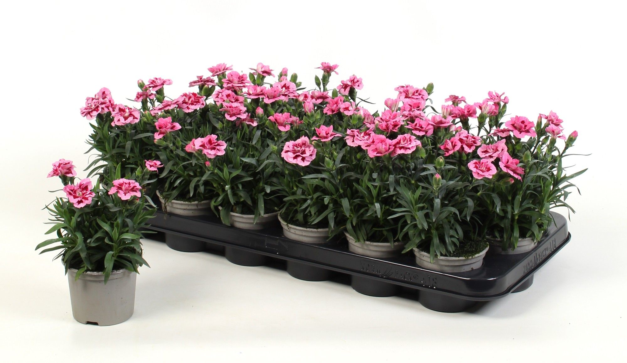 Dianthus Oscar Pink & Purple, D 9