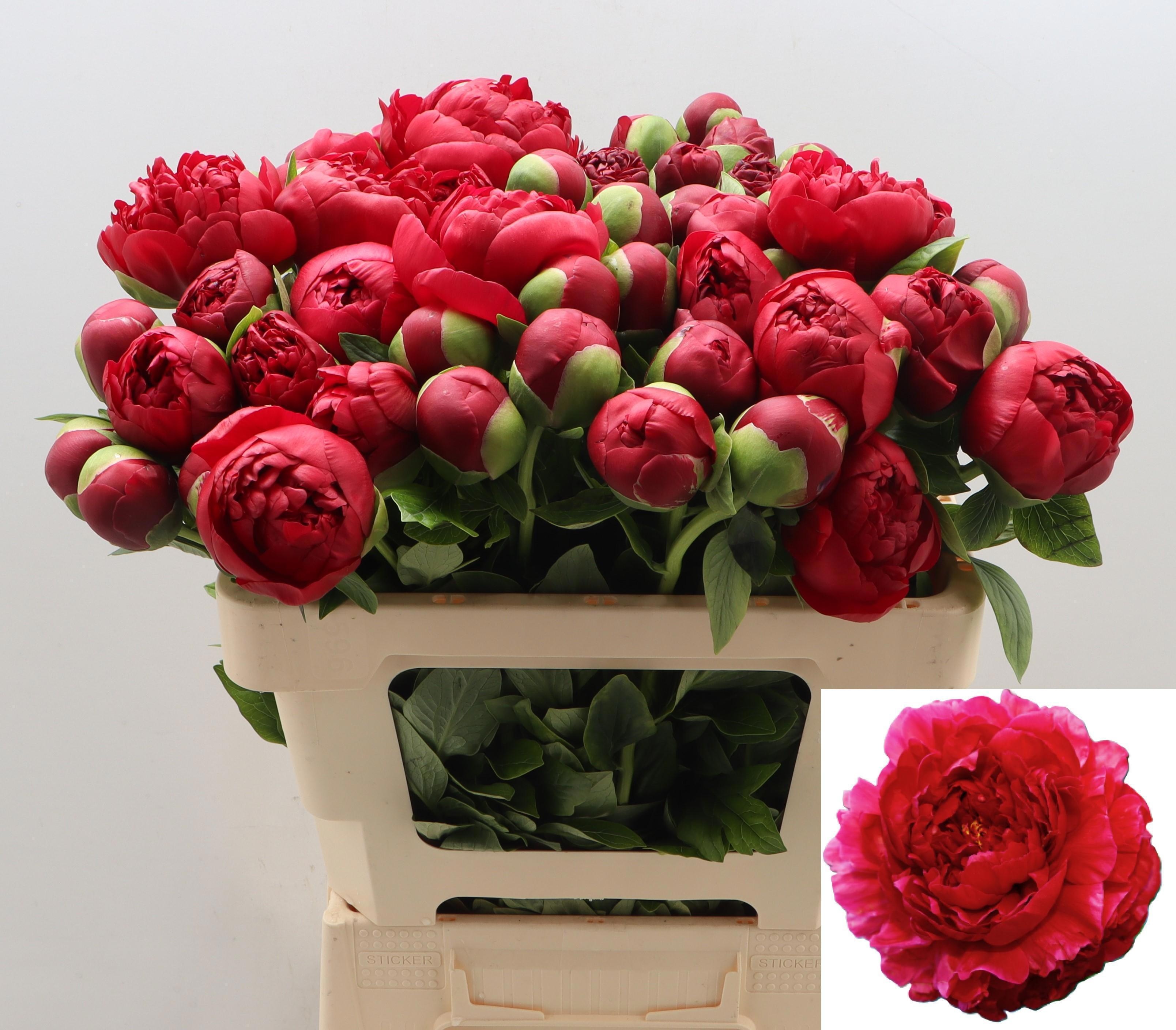 Пион Генри Боксток 55, шт.