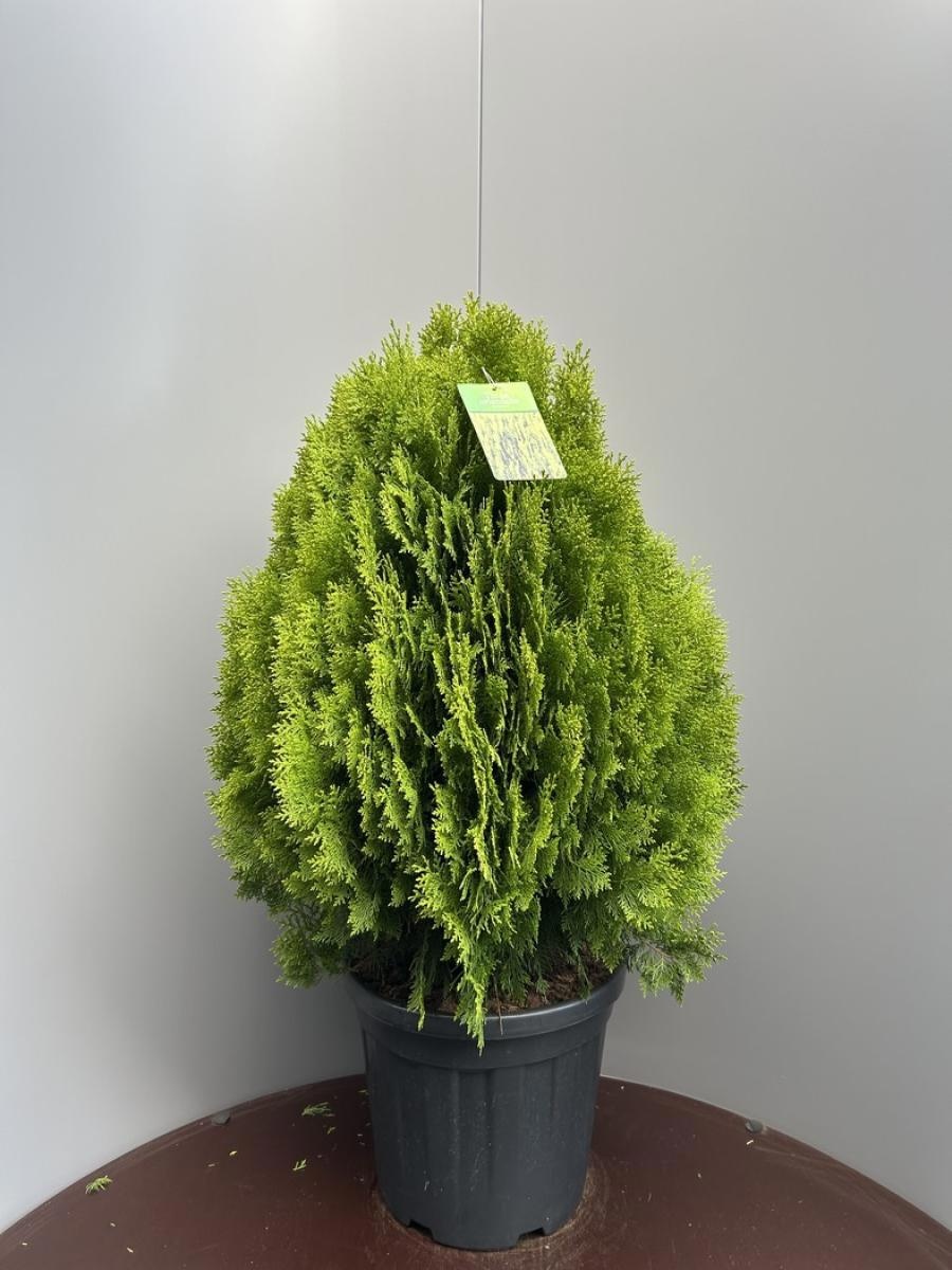 Thuja occ. 'Aurea Nana', D 34