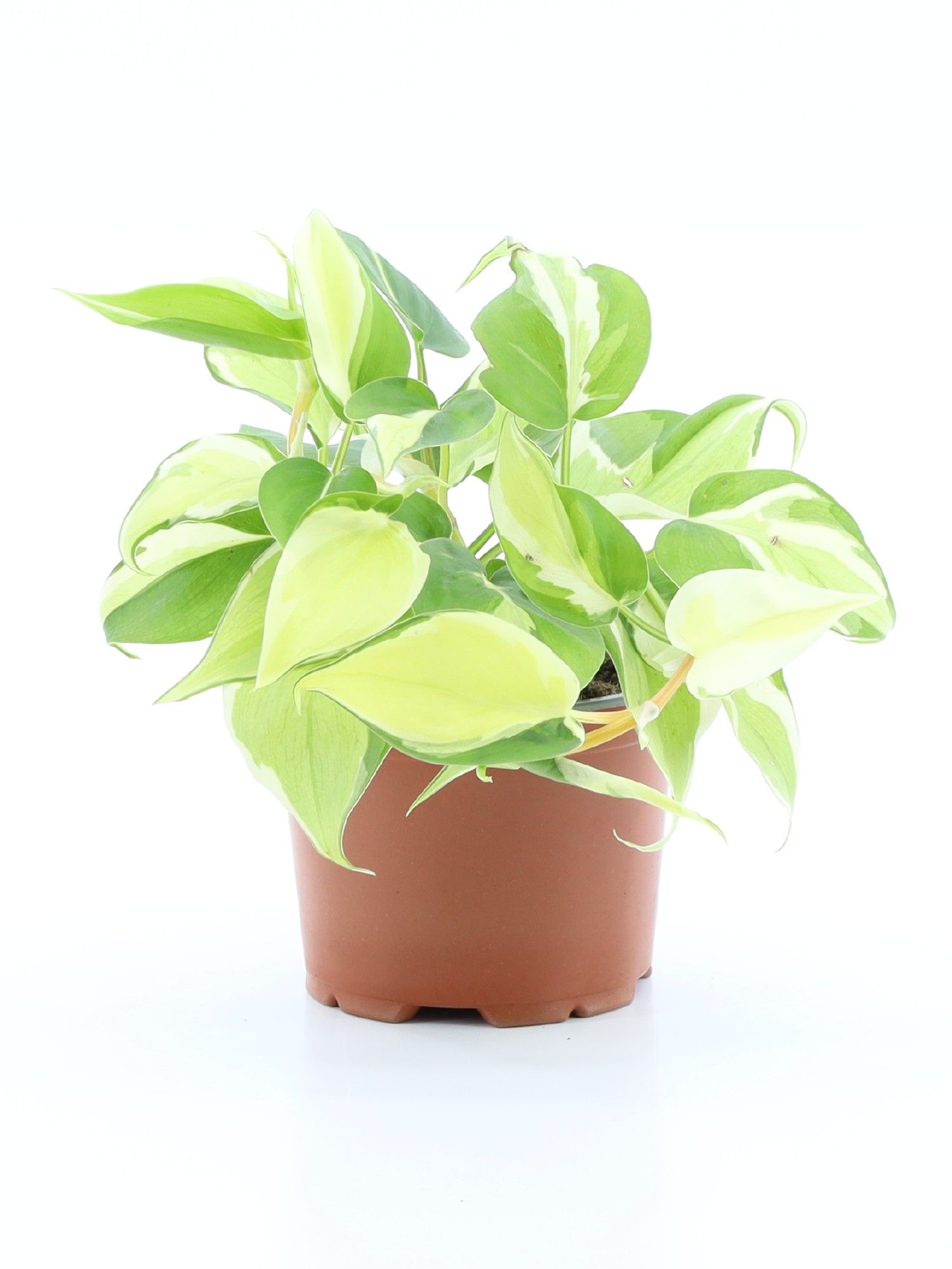 Philodendron scandens Rio, D 12