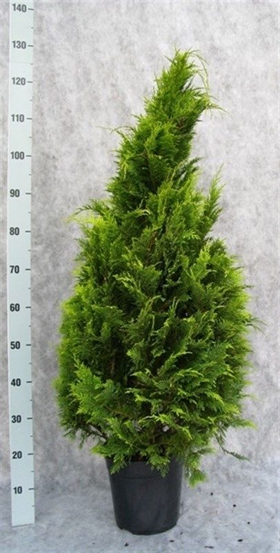 Chamaecyparis lawsoniana 'Stardust', D 24