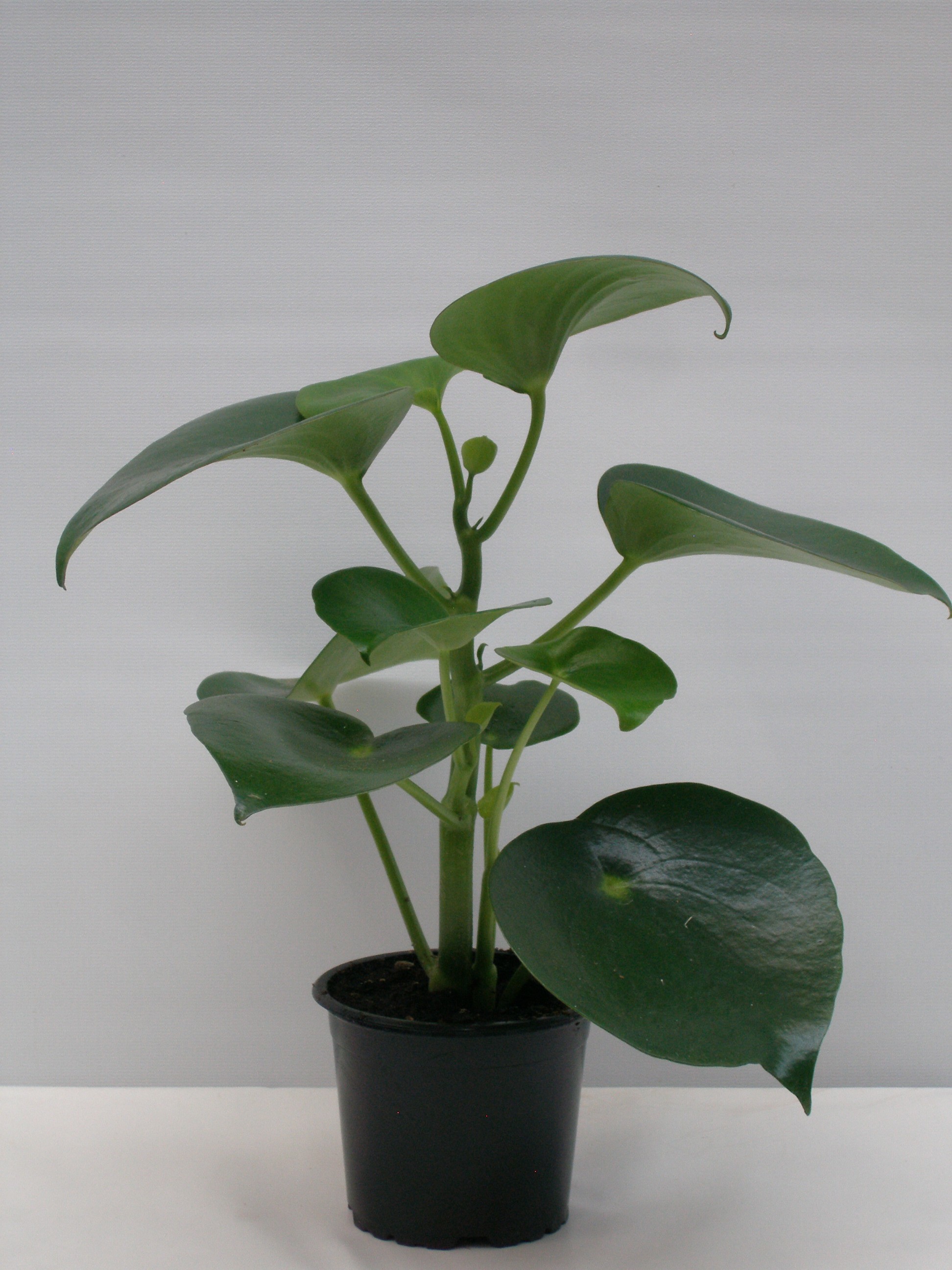 PEPEROMIA POLYBOTRYA 'RAIN DROP', D 11