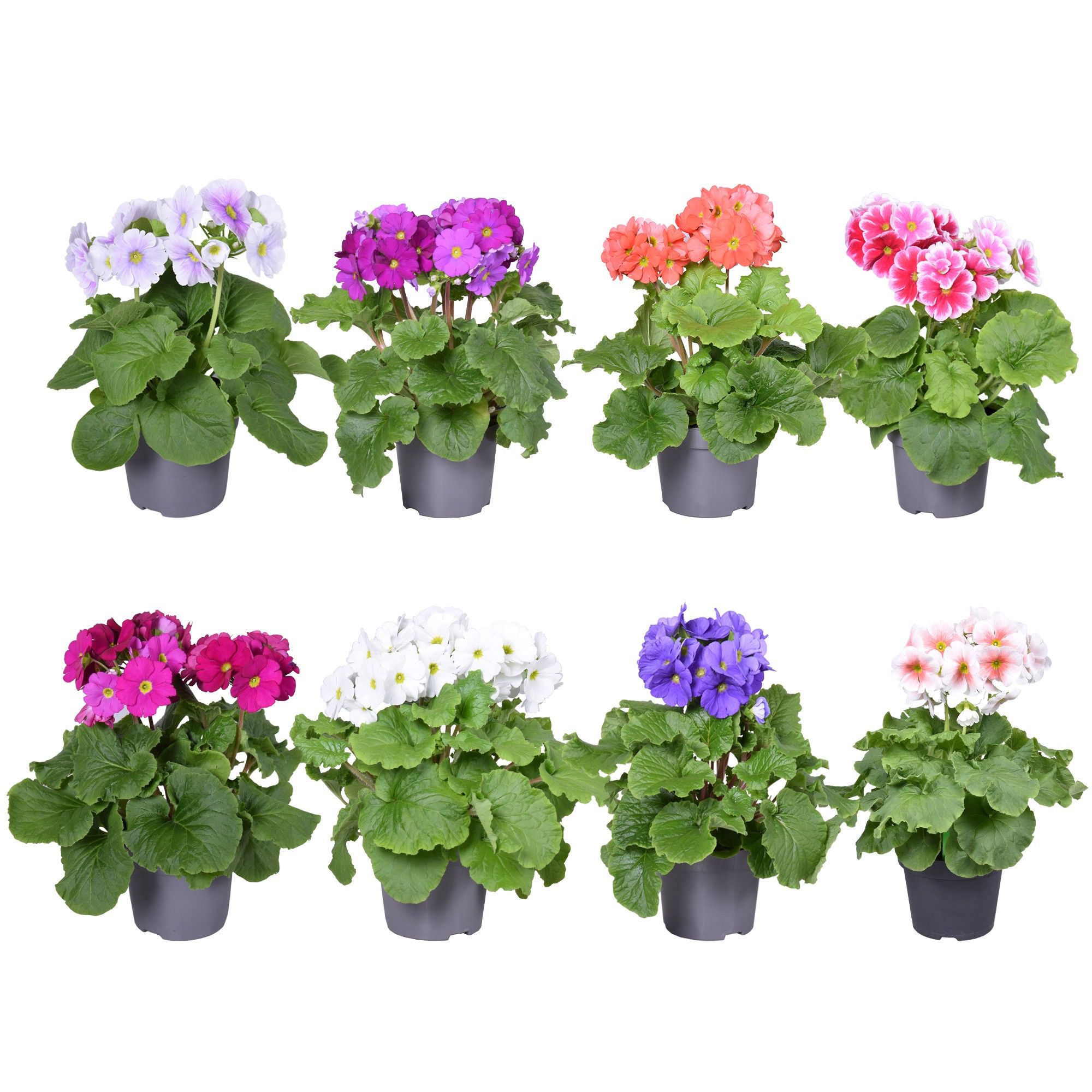 Prim Sweet Kisses MixKAR zonder hoes, D 12