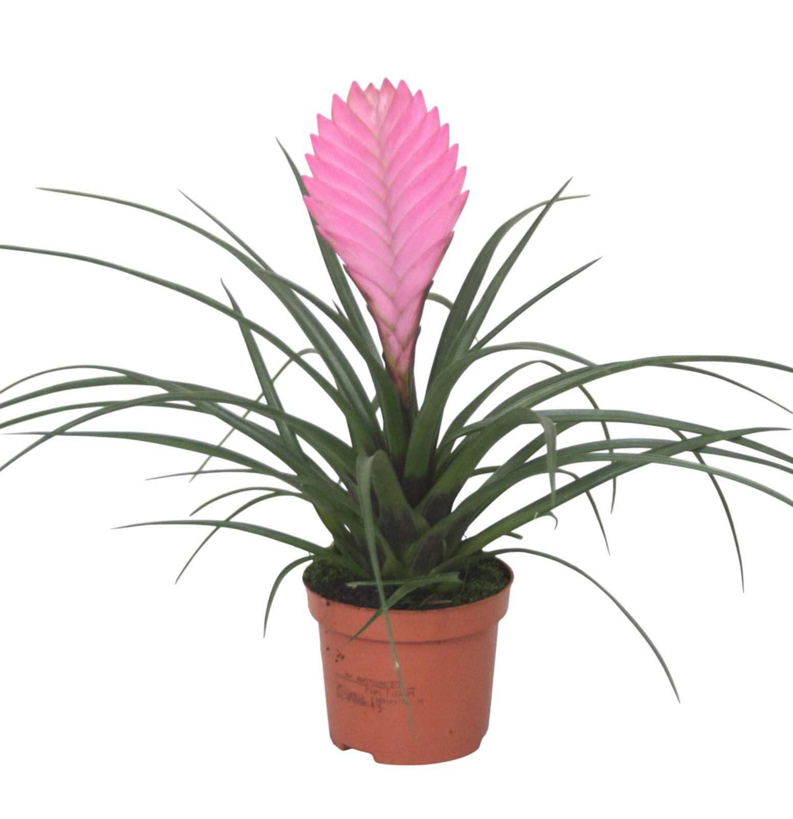 Tillandsia cyanea 'Anita', D 9