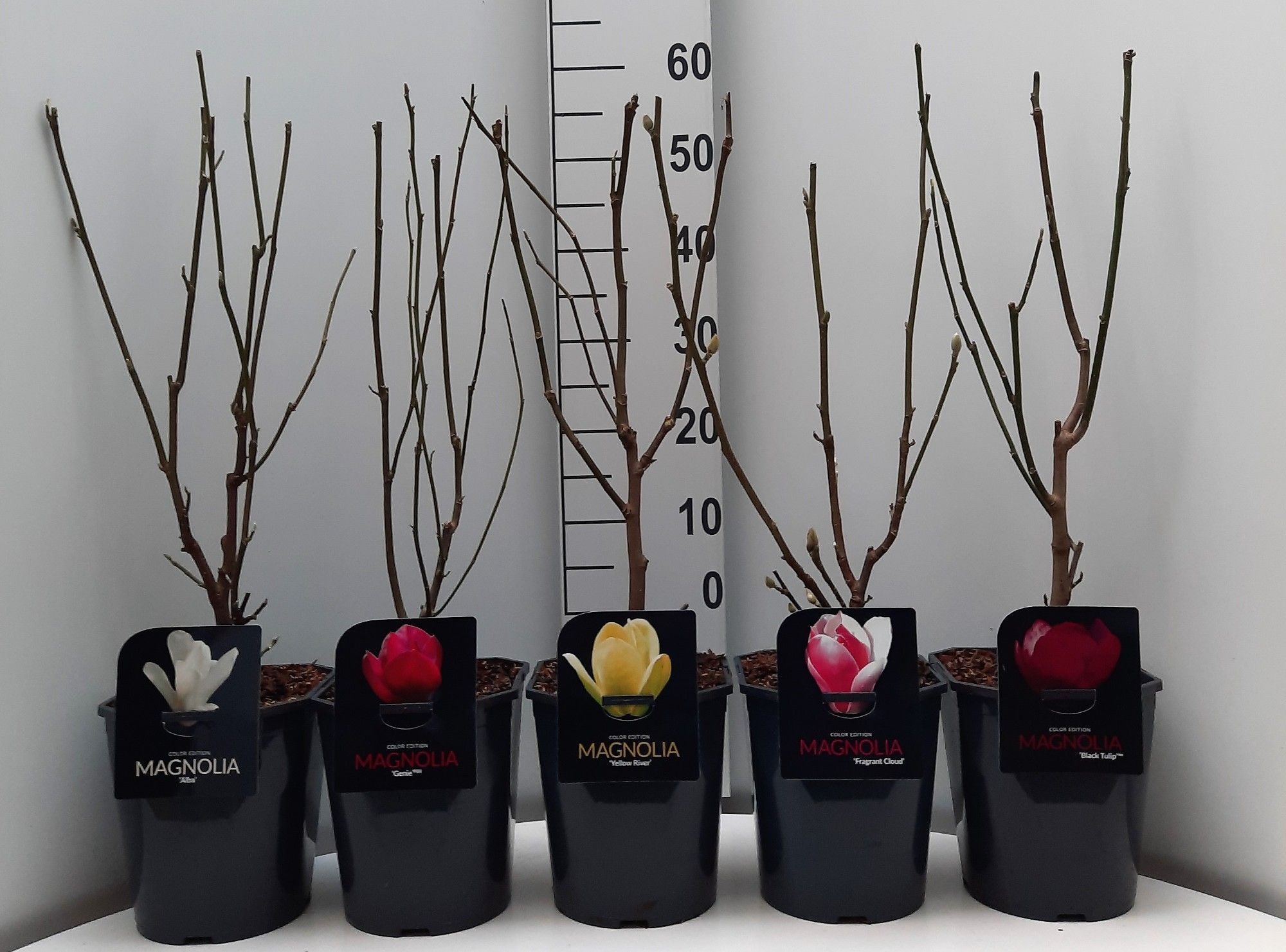 Magnolia hybriden in Soorten, D 21