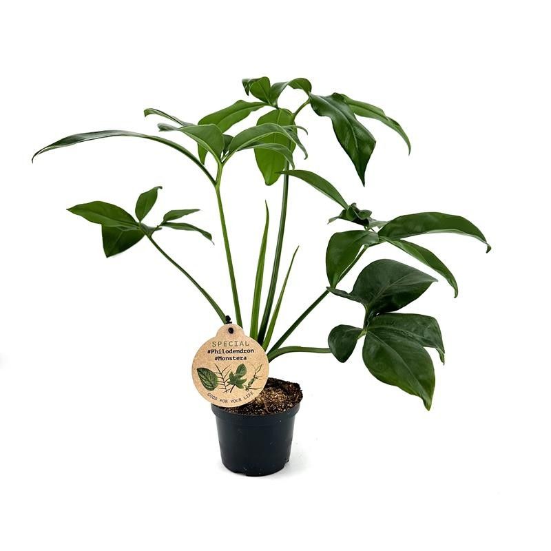 PHILODENDRON-HYBRID 'Dino Feet', D 12