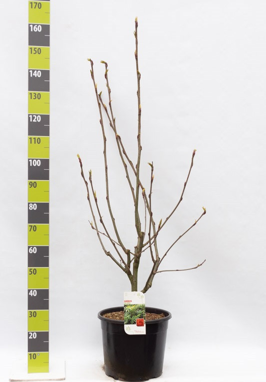 Sorbus aucuparia 'Ulong' C 20, D 35
